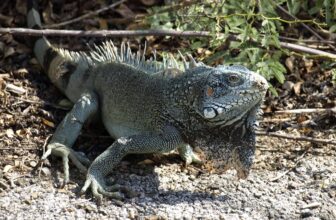 A large green iguana with spiky dorsal scales and textured skin stands on rocky Curacao ground surrounded by dry leaves and branches. Sunlight highlights its body and distinctive dewlap beneath its chin.