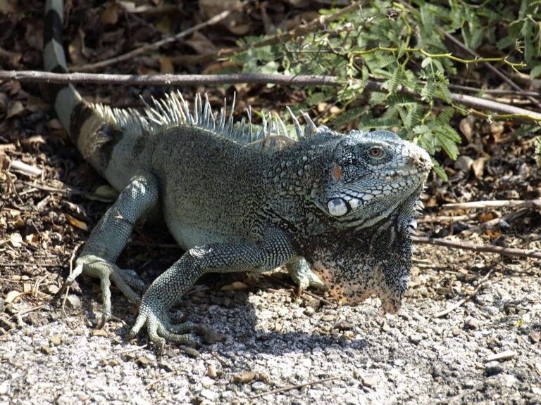 A large green iguana with spiky dorsal scales and textured skin stands on rocky Curacao ground surrounded by dry leaves and branches. Sunlight highlights its body and distinctive dewlap beneath its chin.