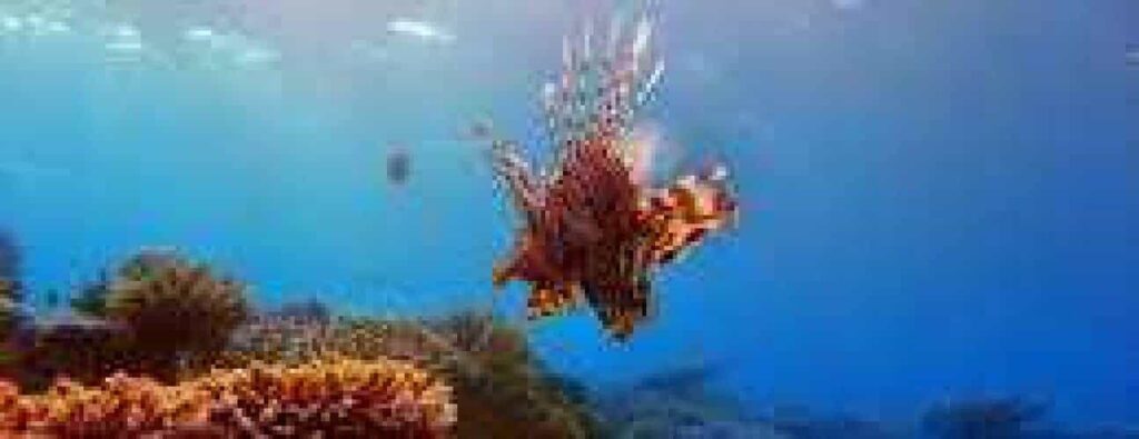 The Alice In Wonderland dive features a lionfish with striped, spiny fins gliding near colorful coral in clear blue water, sunlight streaming down and vibrant marine life all around.