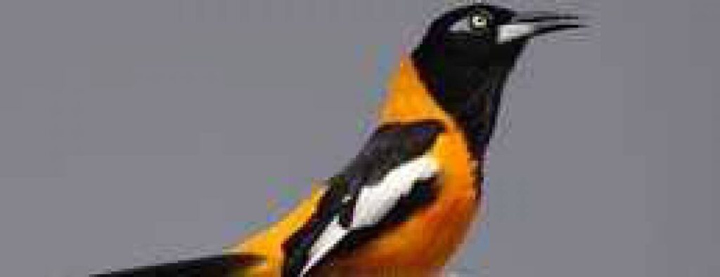 Against a plain gray background, a bird with orange and black plumage and white wing markings perches. Its upright pose and colorful feathers make it perfect for Bird Watching.