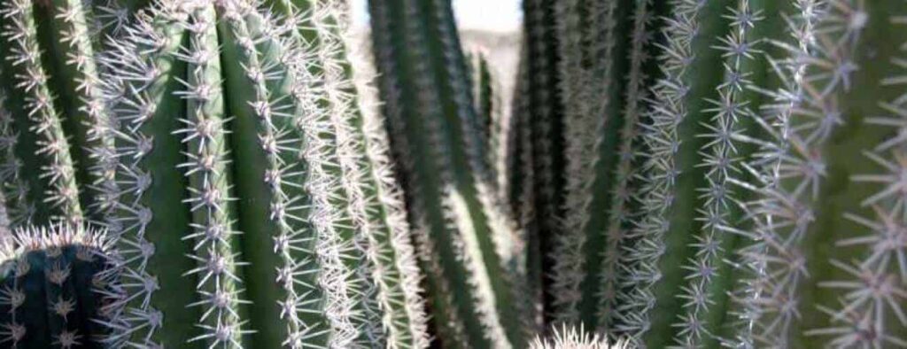 Close-up van de hoge groene cactussen van Cactustuin, met verticale richels en clusters van scherpe witte stekels. Zonlicht accentueert de gestructureerde cactushuid en stekels, waardoor de unieke details van de plant worden benadrukt.