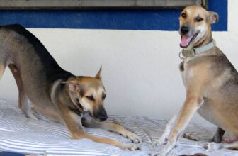 Two medium-sized dogs with short tan and black fur are on a striped cushion in Curacao. One is play-bowing, front legs down and head low, while the other sits upright, mouth open as if smiling. Both wear collars and appear playful and energetic.