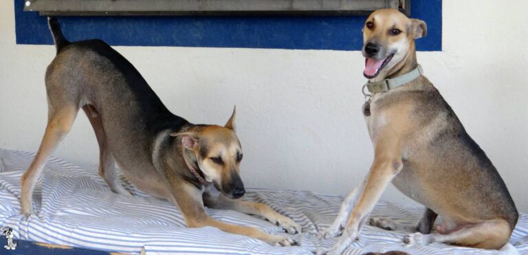 Two medium-sized dogs with short tan and black fur are on a striped cushion in Curacao. One is play-bowing, front legs down and head low, while the other sits upright, mouth open as if smiling. Both wear collars and appear playful and energetic.