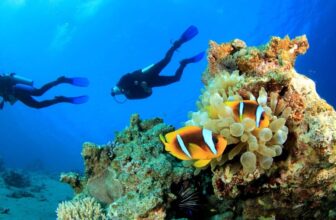 Two scuba divers swim underwater near a vibrant coral reef in Curacao. In the foreground, two orange and white clownfish glide among yellow anemone tentacles. The clear blue water reveals more corals and ocean life in the background.