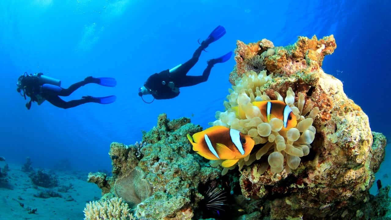 Two scuba divers swim underwater near a vibrant coral reef in Curacao. In the foreground, two orange and white clownfish glide among yellow anemone tentacles. The clear blue water reveals more corals and ocean life in the background.