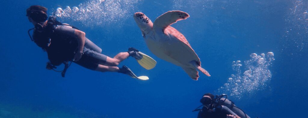 Twee duikers genieten van Begeleide duiken onder water. Ze dragen wetsuits, maskers, luchtflessen en vinnen terwijl ze een zeeschildpad volgen die sierlijk door de diepblauwe oceaan glijdt.