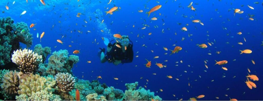 A scuba diver explores vibrant coral reefs teeming with orange fish, bubbles rising in clear blue water—an adventure possible with our Multiple Days Guided Dive Packages.
