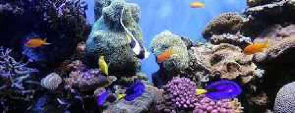 Ervaar "Duiken bij Piscado": een levendige onderwaterwereld met kleurrijke koraalriffen en kleine oranje, gele, zwart-witte en blauwe vissen die tussen de rotsen en koralen zwemmen in een aquariumachtige omgeving.