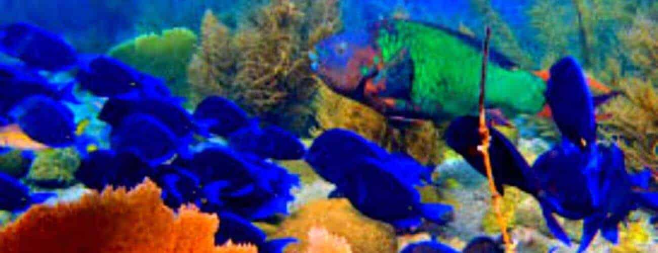 A vibrant underwater scene from Rediho Elvin's and Plane Wreck dive features bright blue fish among coral reefs and a larger multicolored fish near the wreck, gliding through aquatic plants and rocks.