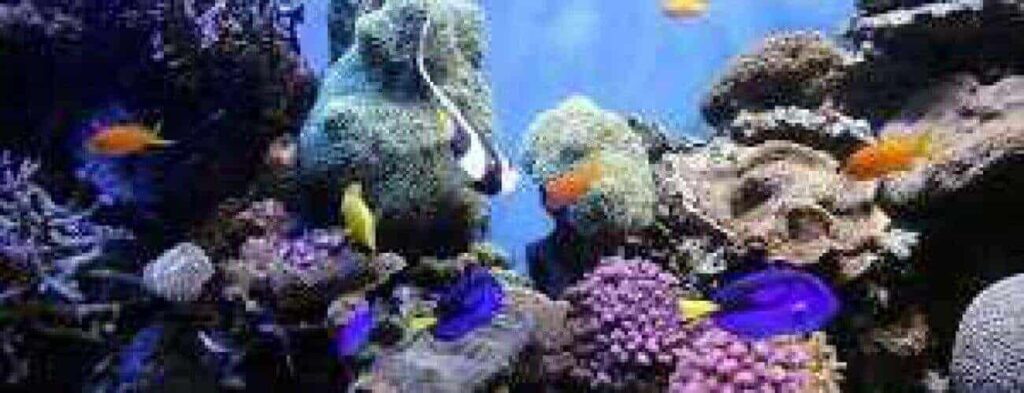 Dive to the Superior Producer features a vibrant aquarium scene with purple and orange coral, colorful fish like blue tangs and yellow and orange fish, plus realistic producer rocks set against an ocean-blue backdrop.