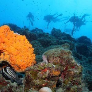 Ervaar de sensatie van een 2 Tank begeleide duik bij Blue Bay Dive & Watersports