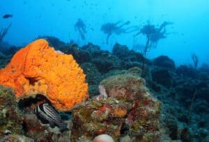 Discover the Underwater Wonders with a 2 Tank Guided Dive at Blue Bay House Reef