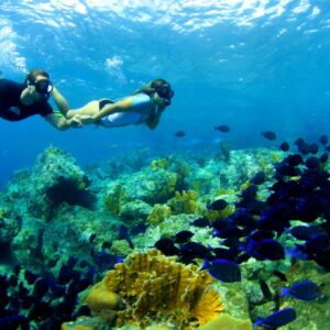 Explore the Underwater World of Curaçao: Blue C Half Day Snorkel Trip