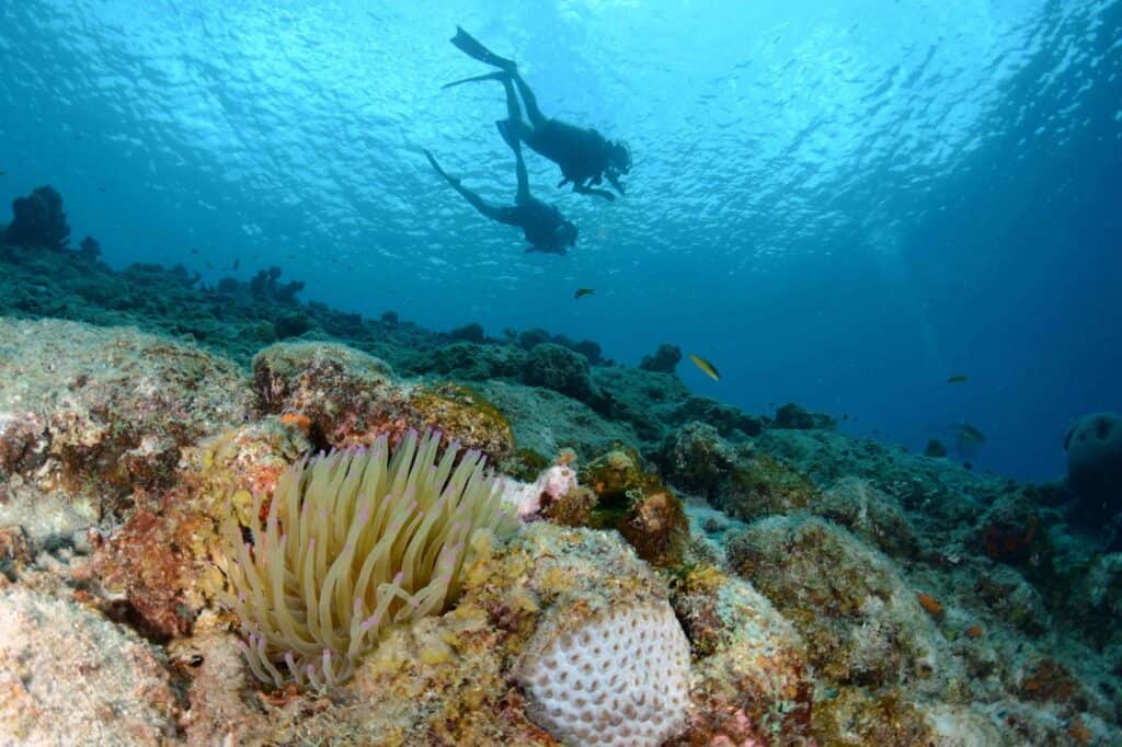 Duik in avontuur met de PADI Open Water Cursus bij Blue Bay Dive & Watersports