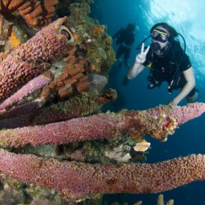 Complete Your PADI Open Water Certification in Curacao with Blue Bay Dive & Watersports