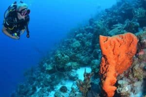 Voltooi je PADI Open Water Certificaat met Coral Divers