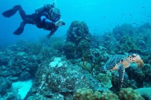 Duik in avontuur met Coral Divers: 1 Tank Begeleide Kustduik Huisrif