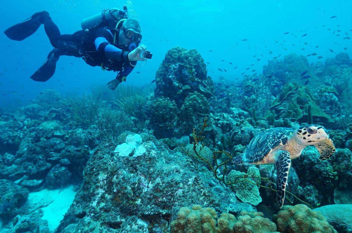 Duik in avontuur met Coral Divers: 1 Tank Begeleide Kustduik Huisrif
