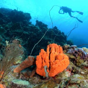 Dive into Adventure with the PADI Open Water Course at Blue Bay Dive & Watersports in Curaçao