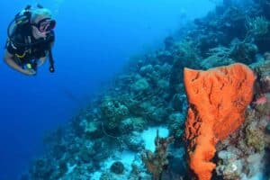 Verfris je duikvaardigheden met Coral Divers op CuraƧao