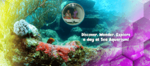Ontdek de wonderen van de zee in het CuraƧao Sea Aquarium
