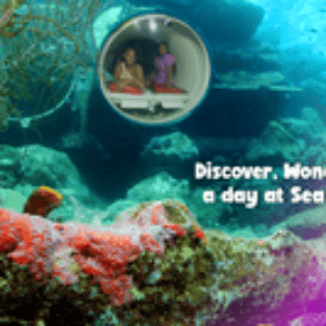 Discover the Wonders of the Sea at Curaçao Sea Aquarium