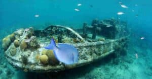 One Tank Boat Dive with Ocean Encounters in Curaçao