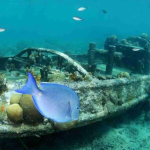 One Tank Boat Dive with Ocean Encounters in Curaçao
