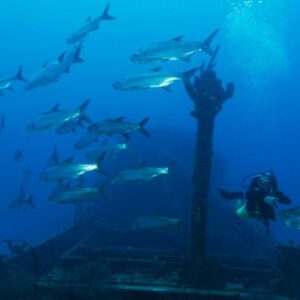 Dive into History: Exploring the Wreck of the Superior Producer in Curaçao