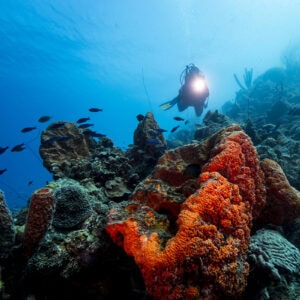 Boutique Diving in Curaçao: A Personalized Experience