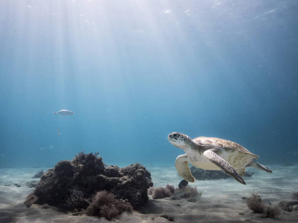 DIVERS OF THE CARIBBEAN
