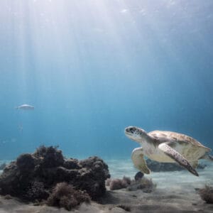 DIVERS OF THE CARIBBEAN