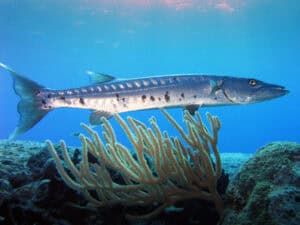 Barracuda Fishing Adventure in Curaçao