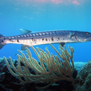 Barracuda Fishing Adventure in Curaçao
