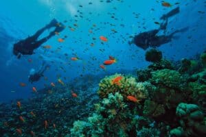 CURious2DIVE