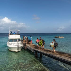 Dive into Paradise: Exploring Alice in Wonderland Reef in Curaçao