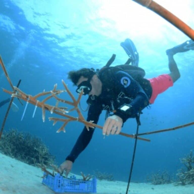 Two Tank AM Boat Diving in Curaçao: An Unforgettable Adventure