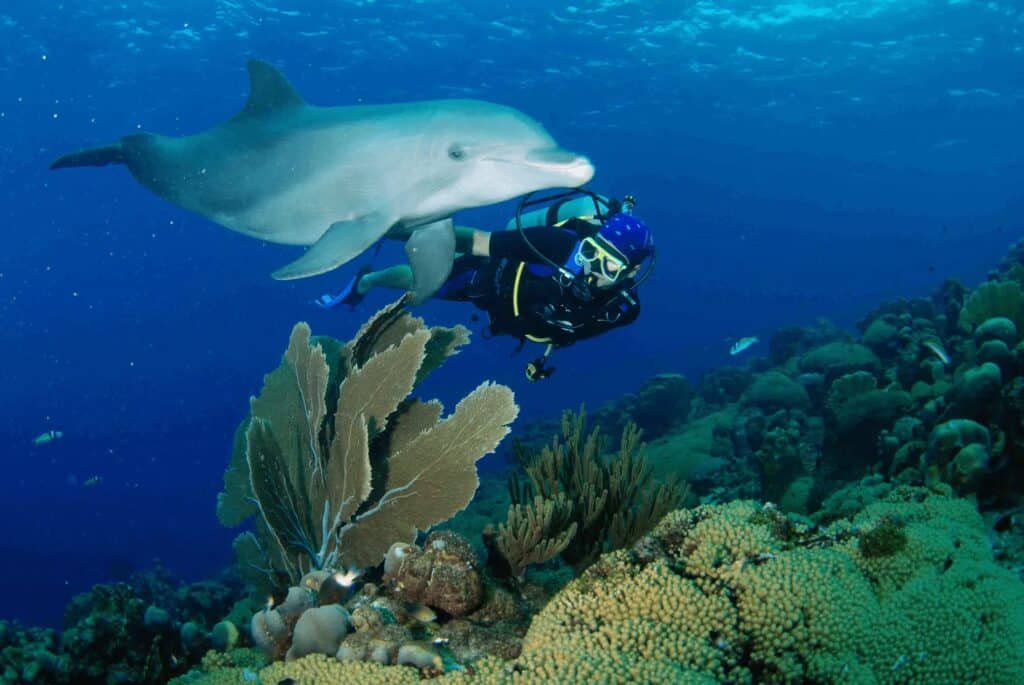 6 Days of 2 Tank Boat Diving in Curaçao with Ocean Encounters