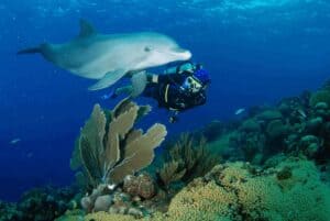 Dive into Adventure: Open Water Dolphin Dive in Curaçao