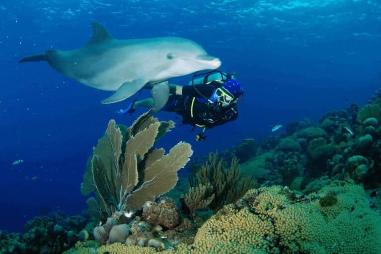 Dive into Adventure: Open Water Dolphin Dive in Curaçao