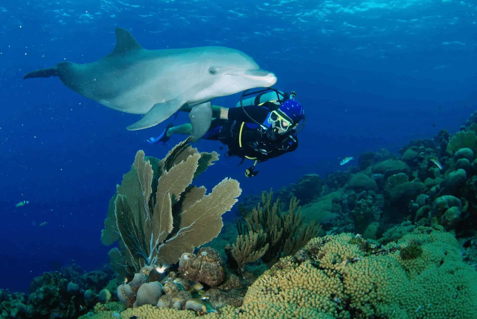 6 Days of 2 Tank Boat Diving in Curaçao with Ocean Encounters