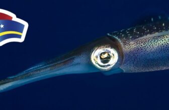 Dive into Curaçao: A Wonderland of Diving
