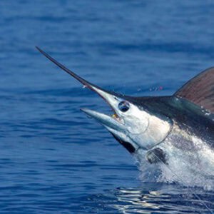 Marlin Fishing in Curaçao: The Ultimate Offshore Game Fishing Experience