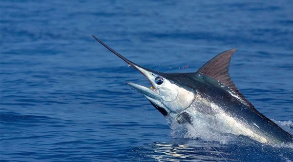 Marlijnvissen op Curaçao: De Ultieme Offshore Sportviservaring