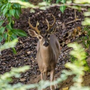 Discover the Thrills of Christoffel National Park with CuracaoTodo.com