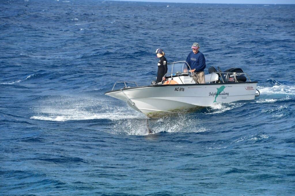 Dive into the Magic of Dolphin Training at the Dolphin Academy Curaçao