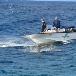 Dive into the Magic of Dolphin Training at the Dolphin Academy Curaçao