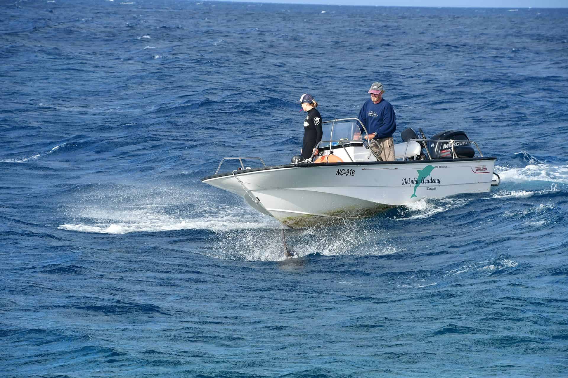 Dive into the Magic of Dolphin Training at the Dolphin Academy Curaçao