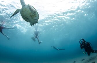 Discover the Beauty of Curaçao with the Full-Day Snorkel West Trip