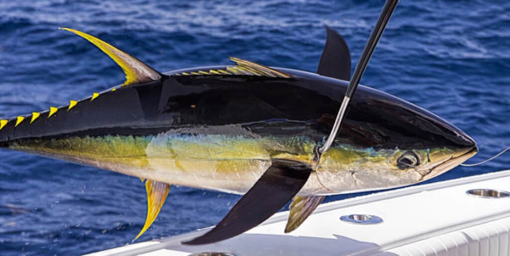 Tuna Fishing Adventure in Curaçao